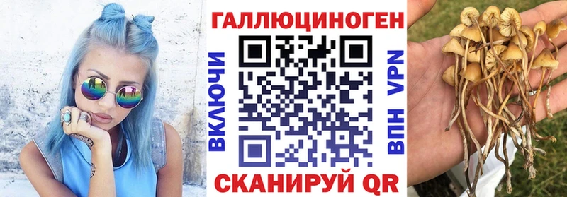 Псилоцибиновые грибы Cubensis цена Сарапул